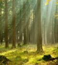 WEF-planter-arbres-réchauffement-climatique