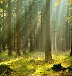 WEF-planter-arbres-réchauffement-climatique