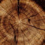 Le bois, matière stratégique dans la réindustrialisation de la France